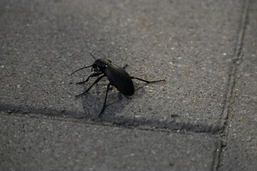 Close-up of a Black Beetle on the Pavement
