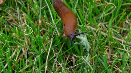 Garden Shellless Slug Snail Pest Crawling Through Mowned Lawn Grass Straws
