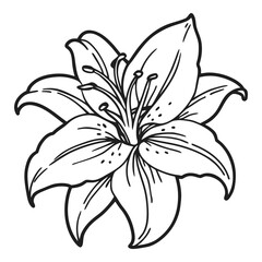 Elegant line art drawing of a delicate lily flower with intricate petals and stamens blooming beautifully in outline style vector