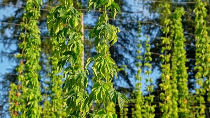  Hop Plantation with Bines with Ripe Flowers Growing Up Trellises made of Support Wire and Strings
