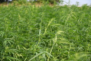 Close-up of Cannabis Leaves in a Green Field
