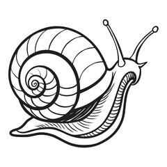 Detailed hand drawn snail crawling forward showing its shell antennae and foot in a naturalistic line art style vector © AkashKarmokar