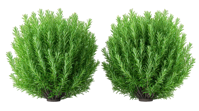 Two Lush Green Round Bushes Isolated on Transparent Background