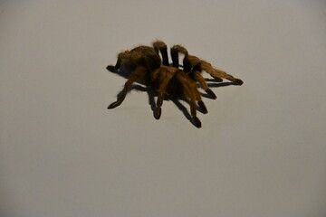 Close-up of a Tarantula Spider on a White Surface
