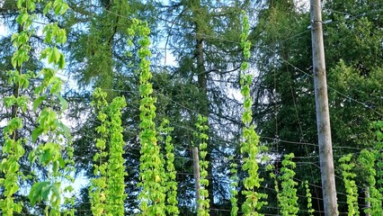  Hop Plantation with Bines with Ripe Flowers Growing Up Trellises made of Support Wire and Strings