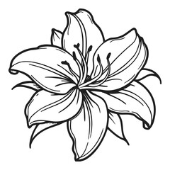 Elegant outline drawing of a blooming amaryllis flower detailed petals and stamens representing natural beauty and floral artistry vector