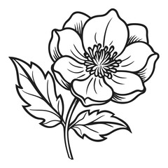 Detailed black and white sketch of a single buttercup flower with leaves and stem for vintage botanical art vector