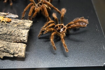 Tarantula Spider in a Terrarium
