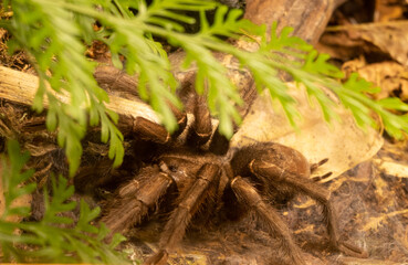 Tarantula on the ground