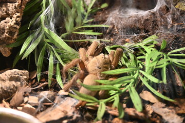 Tarantula Spider in a Terrarium
