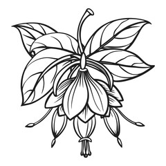 Obraz premium Elegant fuchsia flower blossom line art drawing botanical element for decorative designs and nature themes vector