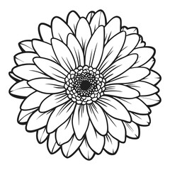 Beautiful gerbera daisy flower line art black and white botanical drawing delicate petals detailed floral design vector