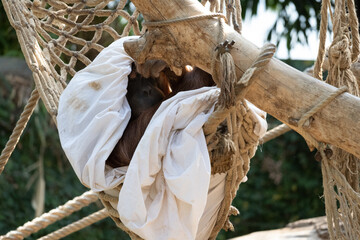 Orangutan sleeping under a blanket © ReinerZooms