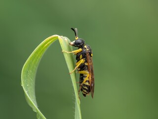 Close-up of black and yellow wasp on green leaf, detailed macro photography, nature's details
