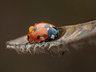 Close-up of ladybug resting on leaf surface, detailed macro photography, nature's elegance
