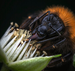 Close-up of bumblebee feeding on flower, intricate macro photography, nature's details  © Alena