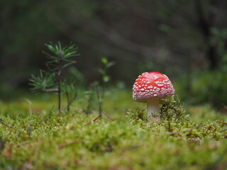 fly agaric mushroom in forest. Red and white spotted mushroom growing in green moss in a forest setting
