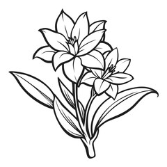 Elegant line art drawing of a blooming tuberose flower with leaves for floral designs and botanical art vector