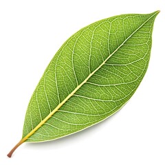 Lemon‑scented Gum Leaf Fragrant Australian Eucalyptus Foliage with Smooth Green Texture and Subtle Organic Veins on White Solid Background Minimalist Still Life Highlighting Fresh Natural Vitality