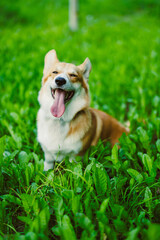 A playful Happy Corgi Dog joyfully poses in lush green grass, radiating pure joy and vibrant energy while embracing the great outdoors, creating an unforgettable heartwarming moment