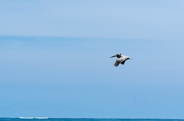 Brown pelican (Pelecanus occidentalis), flying over the sea at a beach in Costa Rica