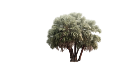 A cluster of palm trees