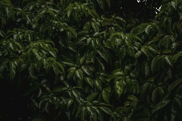 Luscious Green Leaves Of Lychee Fruit Tree 