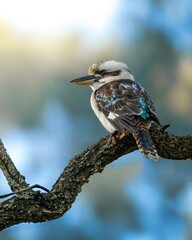 Australian Kookaburra Perched On Tree Branch 