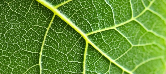 Intricate Close-Up of Leaf Veins Showcasing the Delicate Network of Life in Nature s Design