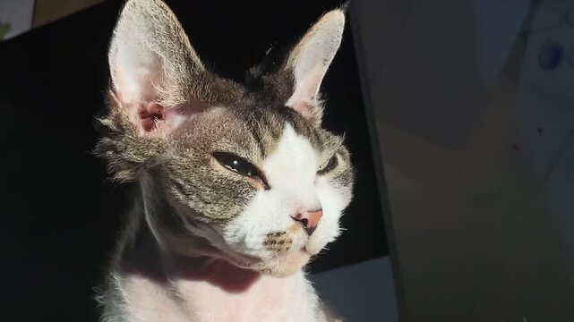 Close-up of a cat with green eyes, showcasing unique fur patterns and curious expression in natural light. Devon rex cats.