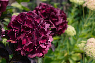 Hydrangea in Armor Coast, Brittany in France, hydrangea macrophylla, hortensius