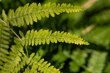A close-up view of vibrant green fern fronds with a soft, blurred background, showcasing the lush natural beauty of a Bansko forest. These delicate leaves bring a sense of freshness and tranquility.