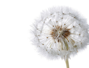 Fototapeta premium Close-up of a dandelion seed head (21)