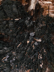 Close-up of Burnt Wood and Ash Inside a Hollow Log
