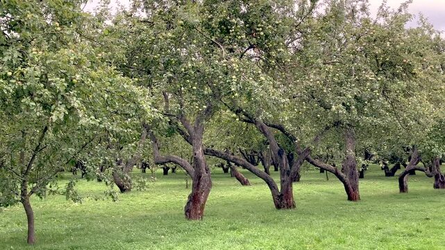 Panorama of an apple orchard and a lonely bicycle (4K60)