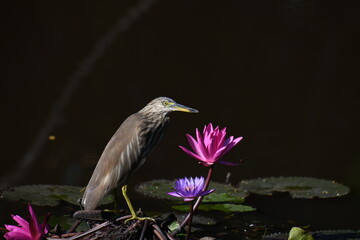 This image captures an Indian pond heron amidst a tranquil pond, surrounded by lily pads and vibrant pink and purple water lilies, perfectly blending with its serene habitat.