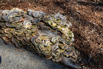 Close-up of colorful wild mushrooms growing on a decaying log in autumn. These shelf-like fungi, possibly turkey tail mushrooms, display striking fall textures in a forested outdoor setting in Oregon