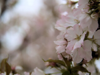 4月に咲いた美しい桜「苔清水（コケシミズ）」