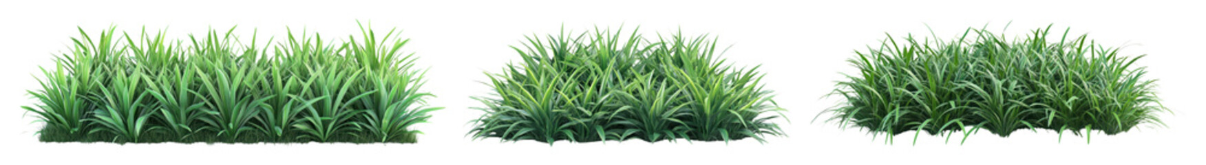 Fototapeta premium PNG Lush green grass clusters, element set on transparent background