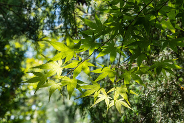 Vibrant canopy of fresh green Japanese maple (Acer Palmatum) leaves sparkling in sun against blurred backdrop of green foliage and clear blue sky. Selective focus.Nature concept for design.