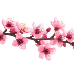 - pink cherry blossom branch clipart, on a white background