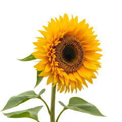 Obraz premium Stunning CloseUp of a Bright Yellow Sunflower Blooming Against a Solid Black Background