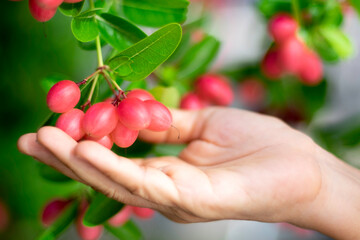 handful of fruits, A hand touch red ripe Bengal-currant, Carandas-plum, Karonda fruits on its tree with green leaves close up selective focus blur background, red fresh fruit in garden, Thailand, re