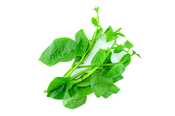 spinach leaves isolated on white, Heap of fresh ceylon spinach or Basella alba Linn. or  Malabar spinach or climbing spinach isolated on white background top view flat lay stack 