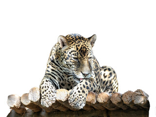 Panthera pardus, a big wild cat with spots and fur, on a white background