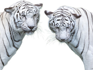 A majestic white tiger, a wildcat predator, with piercing blue eyes and black stripes