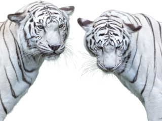 A majestic white tiger, a wildcat predator, with piercing blue eyes and black stripes