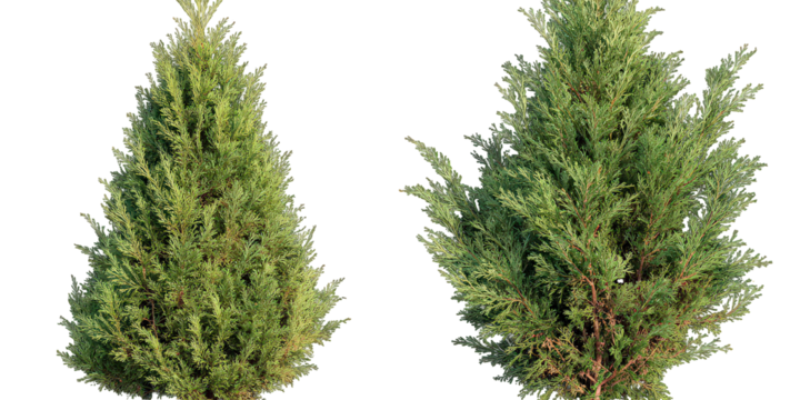 Two Lush Green Conifer Trees Isolated on Transparent Background
