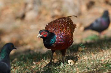 Phasianus colchicus on ground