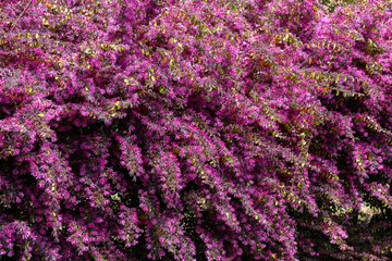Chinese fringe bush flowers blooming in the garden hedge.